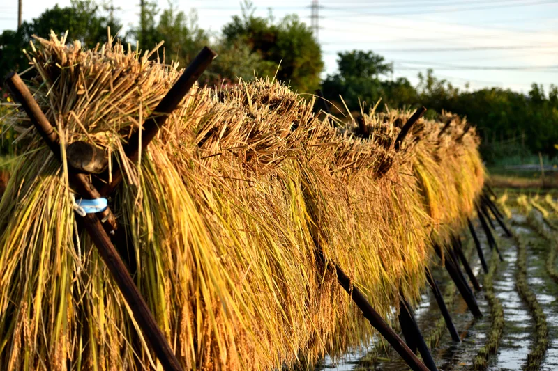 知多半島は「知多米」をはじめとする米作りも盛ん。 写真は収穫後のはぜかけをする稲穂 知多市で撮影
