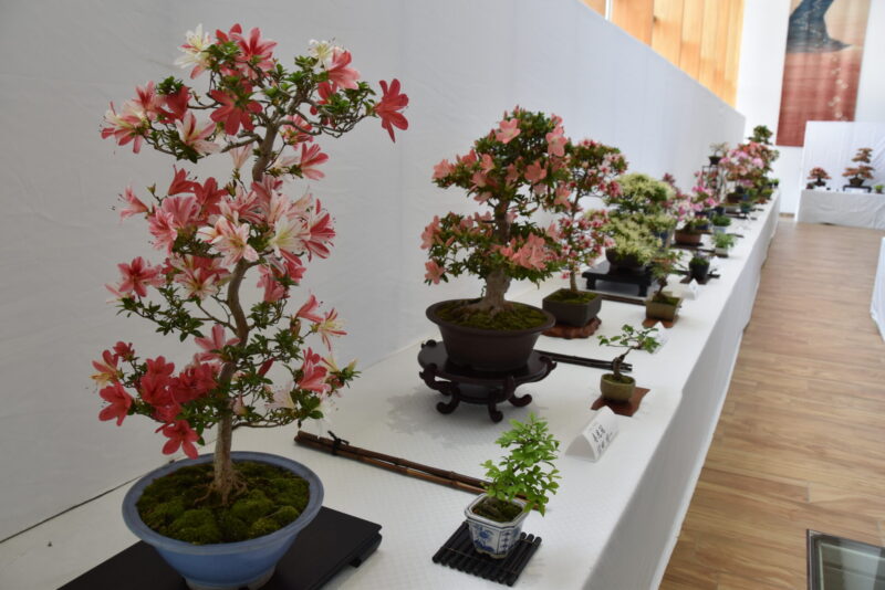 参照元:PR TIMES / 半田市役所 【愛知県半田市】5/19(月)~5/21(水)市の花「さつき」の展示を行います!〈半田市役所〉